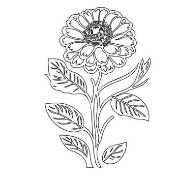 black and white zinnia flower drawing clip art preview