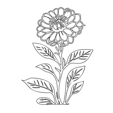 black line art zinnia flower clip art preview