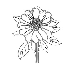 Minimalist Zinnia Flower Line Art Illustration for Elegant Botanical Designs