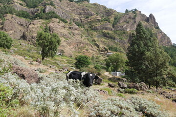 Kühe und Berge mit Wald auf Santo Antão Kap Verde © Falko Göthel