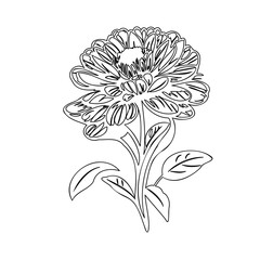 Delicate floral contour drawing evoking a serene botanical illustration