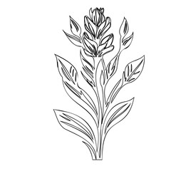 Elegant monochrome drawing of a flowering plant with detailed floral structure