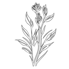 Botanical illustration of flower stems, delicate buds, and elegant leaves