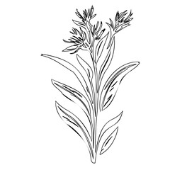 Elegant botanical line art illustration of flowering plant against white backdrop