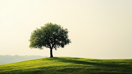 Fototapeta premium Green oak tree on the meadow against blue sky with white clouds ,Beautiful tree in the middle of a field covered with grass with the tree line in the background 