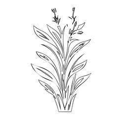 Stylized herbaceous perennial illustration with linear botanical design features