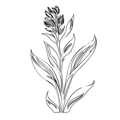 Simple monochrome floral illustration exhibiting botanical beauty and design