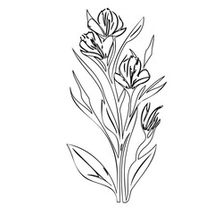 Elegant floral illustration with delicate linework, ideal for artistic design