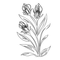 Elegant minimalist linear botanical illustration featuring stylized flower buds