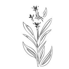 Fototapeta premium Elegant botanical sketch of a flowering plant with delicate linework detail