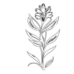 Elegant floral sketch: A minimalist botanical illustration for creative projects