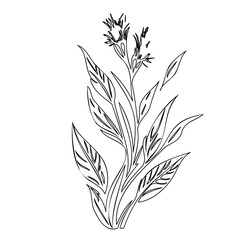 Elegant botanical illustration featuring delicate foliage and floral head in monochrome