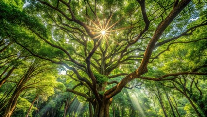 Obraz premium Dense forest canopy with rosewood tree, sunlight filtering through, creating dappled light on forest floor