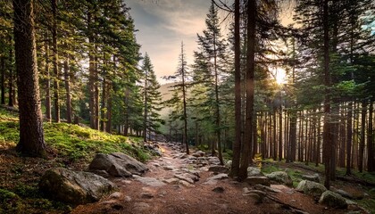 Obraz premium a forest path lined with towering pine trees and rugged rocks stretches into the distance the scene s earthy tones and natural textures evoke a sense of wilderness and adventure