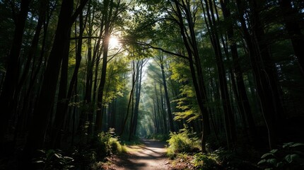 Obraz premium Sunlit Forest Path: A Serene Nature Photography