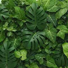 Tropical Green Leaf Closeup Wallpaper Background Fresh Banner Concept