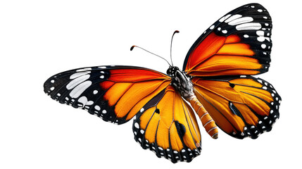 Fototapeta premium Monarch Butterfly in Flight: A vibrant monarch butterfly, its orange and black wings spread wide, takes flight, revealing intricate details and captivating beauty.