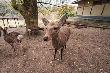 Herd of deer living in the forest at Nara Park