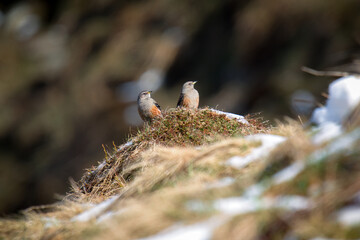 alpine accentor, prunella collaris, on a mountain meadow at a sunny spring day