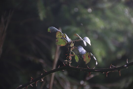 plant branch on a tree with strong backlight and contrasting light.