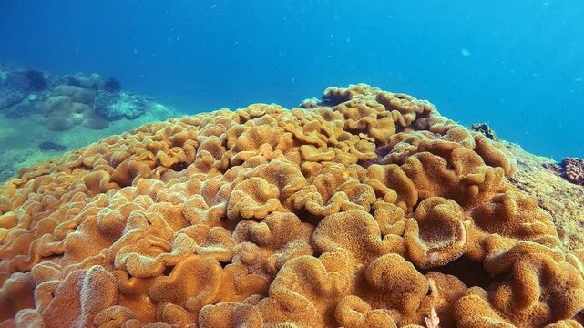 Colourful soft corals formations and a variety of fish thrive in the tropical underwater environment. Clear blue waters showcase a rich biodiversity of marine life
