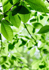 Close-up view of fresh green leaves backlit by sunlight, forming a natural canopy. The bright light shines through the foliage, natural background, poster design