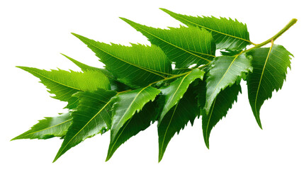 Green Neem Leaf Branch: A vibrant, close-up shot of a fresh neem leaf branch, showcasing the rich green hues and intricate details of the leaves, evoking a sense of natural beauty and purity.