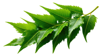Green Neem Leaf Branch: A vibrant, close-up shot of a fresh neem leaf branch, showcasing the rich green hues and intricate details of the leaves, evoking a sense of natural beauty and purity.
