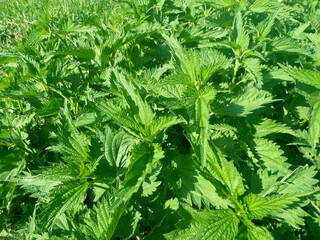 Photo of nettle. Nettle with fluffy green leaves. Background.