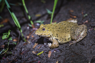 Frog come out to feed after rain at dusk on wet ground near rice fields in rural Thailand. East Asian bullfrog - Hoplobatrachus rugulosus, Rana tigerina Daudin in natural environment ecosystem.