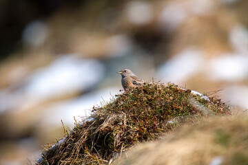 alpine accentor, prunella collaris, on a mountain meadow at a sunny spring day