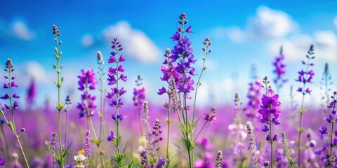 Obraz premium Vibrant Purple Wildflowers Blooming in a Sunny Meadow Under a Clear Sky