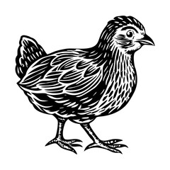A vintage style illustration of chick 