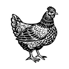 A vintage style illustration of hen
