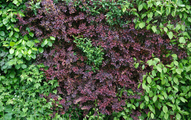 Hecke aus gemischten Pflanzen, verwilderte Hecke aus verschiedenen heimischen Sträuchern