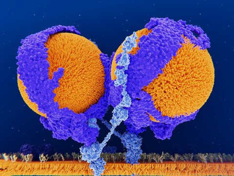 Dimeric low density lipoprotein (LDL) receptor (light blue) binding LDL particles
