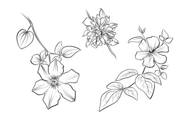 Clematis floral set vector illustration