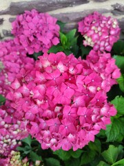 pink hydrangea flowers
