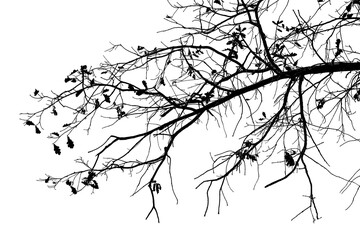 Black and white illustration of natural large old oak tree branch with leaves on white background