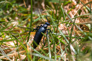 a oil beetle, meloe proscarabaeus, in the grass at a sunny spring day