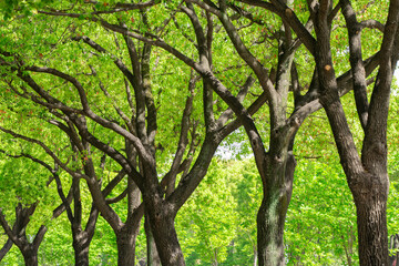 green tree in a row along the street