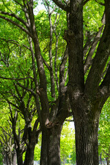 green tree in a row along the street