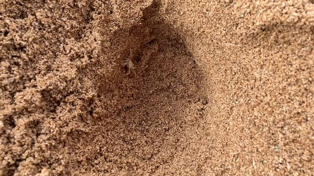 Ocypode kuhlii (Kuhl's ghost crab, Geleteng pasir) at the beach. Ocypode kuhlii is a species of crab from the Ocypode genus. It is a mid to large-sized species of Ocypodidae.