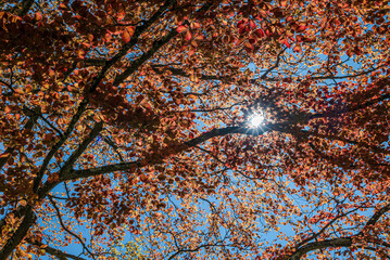 Clusters of young crimson birch leaves ignite against the clear blue sky, their collective glow...