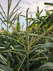 Corn Stalks with Tassels in a Field in Bangkok