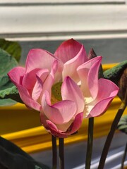 Close-Up of Pink Lotus Blossom in Bangkok Sunlight