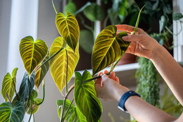 Woman hand touching green Philodendron Splendid leaf, whose leaves resemble the shape of heart,...