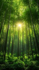 Fototapeta premium Magical bamboo forest with sunlight streaming through high resolution photo