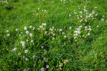 Fluffy dandelion blowballs nestled in vibrant green grass wild meadow, ready to scatter with the...