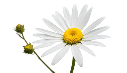 daisy isolated on white background